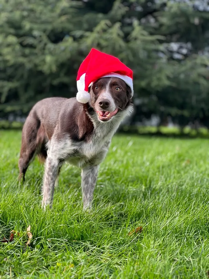 Chien avec un bonnet
