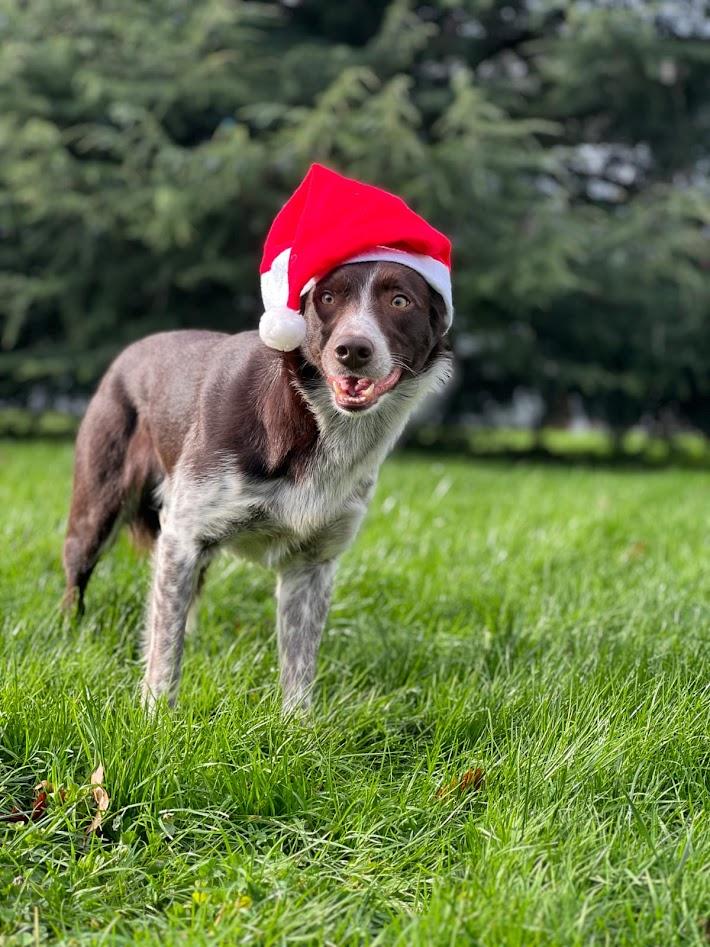 Chien avec un bonnet
