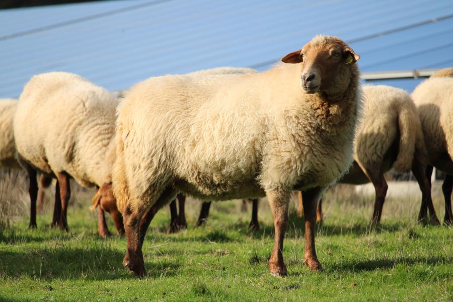 Mouton heureux dans les prés